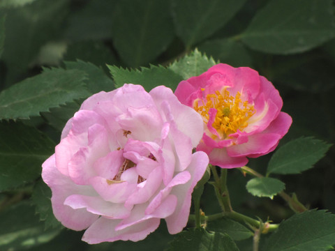 薔薇 嬌艷的薔薇