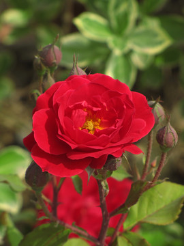 紅玫瑰 月季 月季花