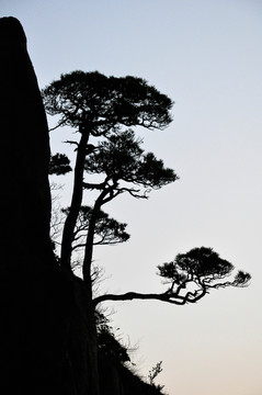 黃山西海大峽谷奇松