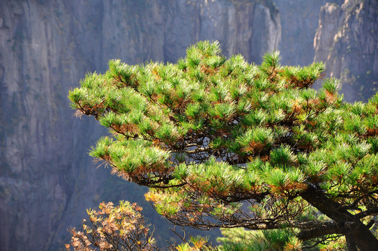 黃山松