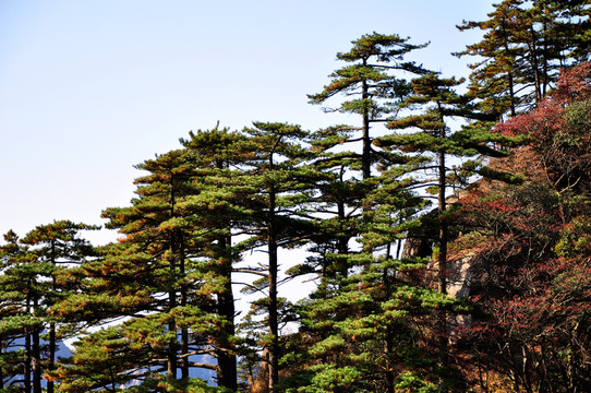 黃山松