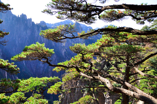 黃山松