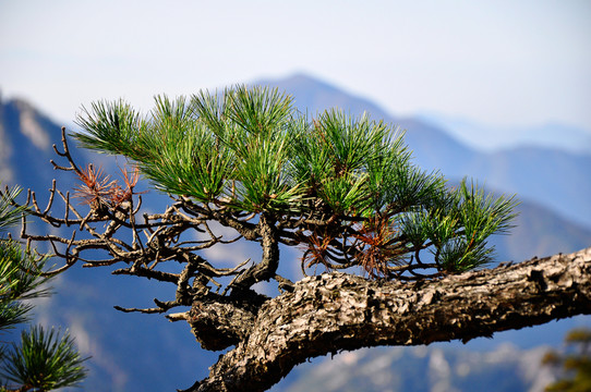 黃山松