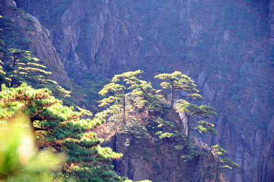 黃山松