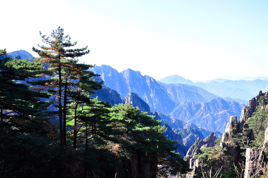 黃山松