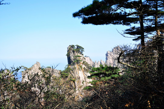 黃山松