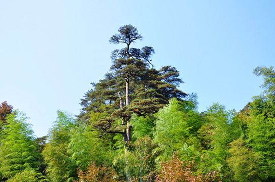 竹林藍(lán)天