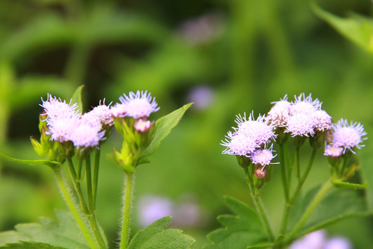 紫花藿香薊
