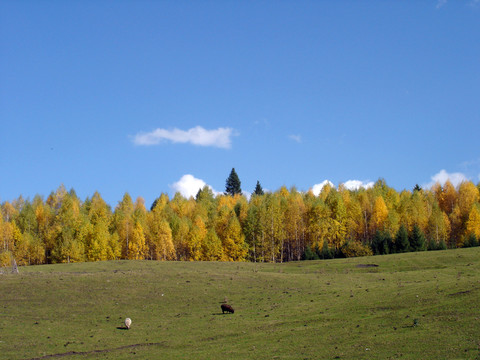 白樺樹林