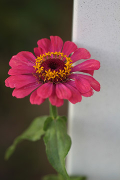 百日菊
