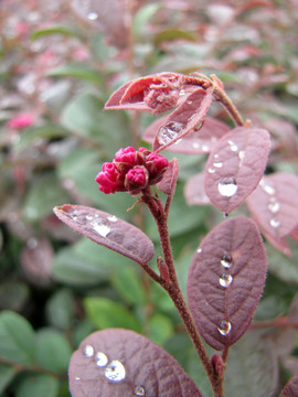 紅花檵木