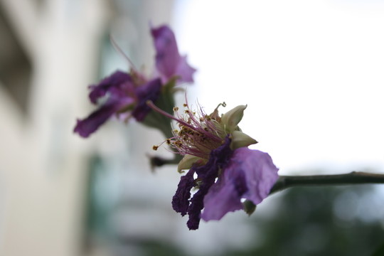 紫花
