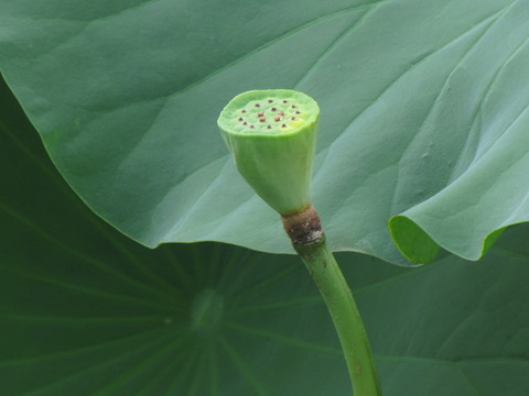 蓮蓬與荷葉