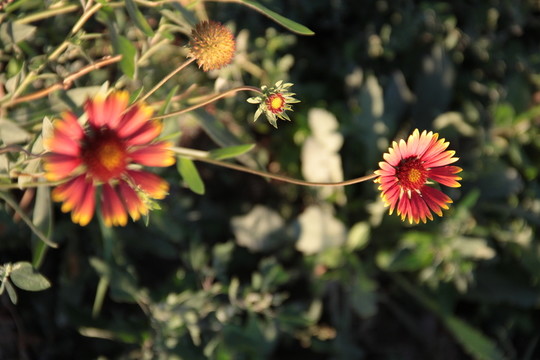 小菊花