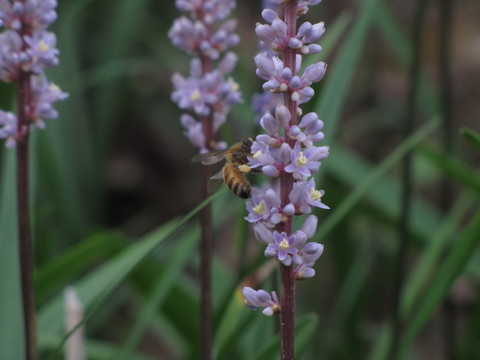 蜜蜂與花