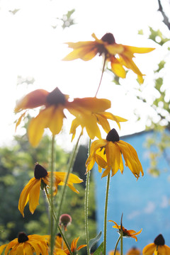 黑心菊