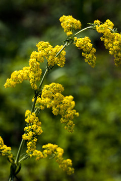 山花
