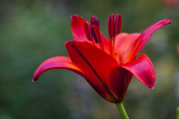 百合