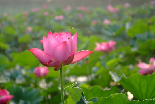 蜂舞荷花