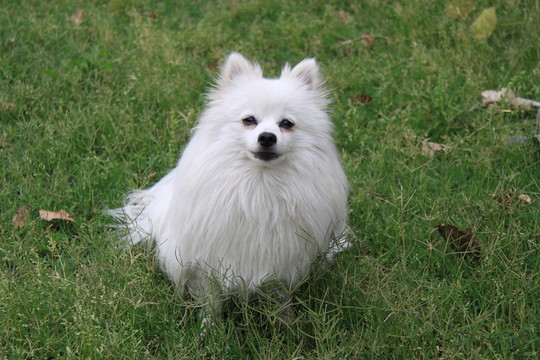 銀狐犬