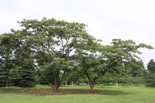 樹木