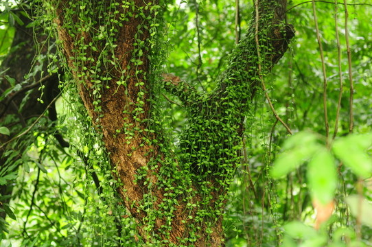 寄生植物