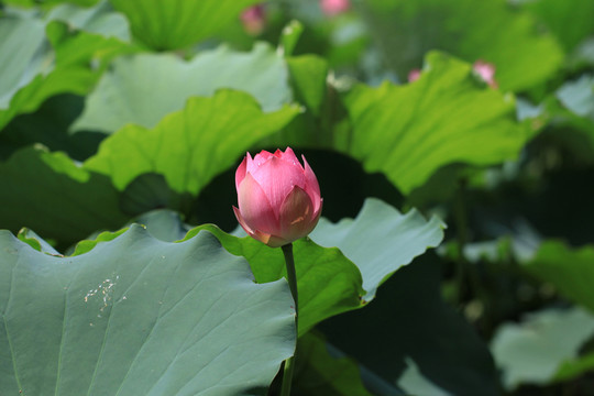 含苞欲放的荷花1