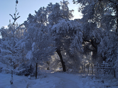 雪地