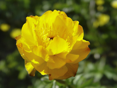 金蓮花