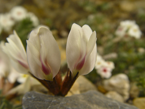 小花