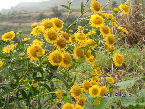 野菊花