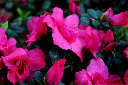 春花爛漫