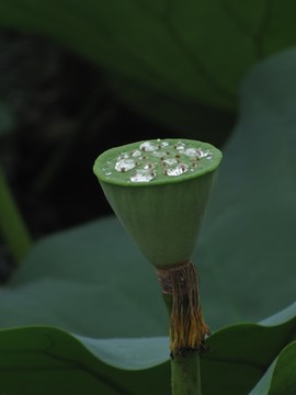 蓮蓬與雨露 蓮蓬 荷塘