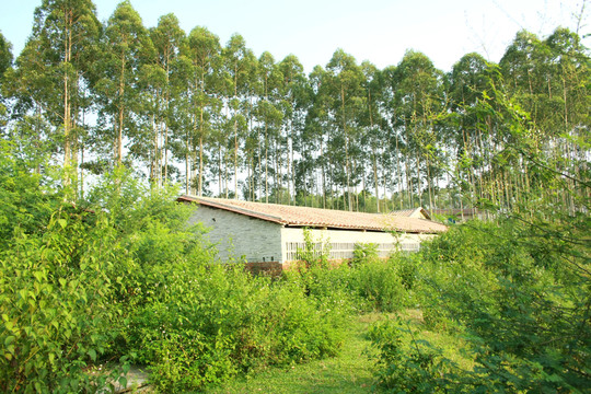 農(nóng)村
