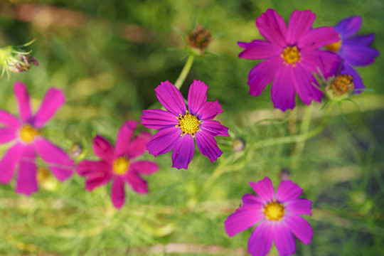 格桑花