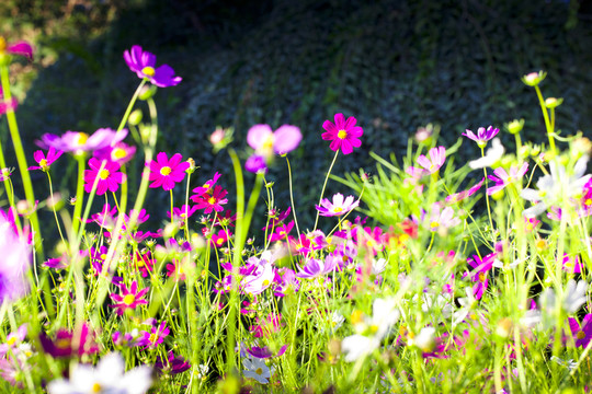 格桑花