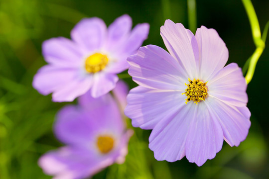格桑花