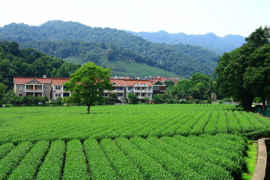龍井茶鄉(xiāng)