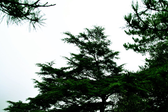 公園風景