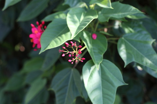 琴葉珊瑚-未開花
