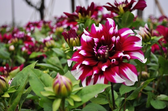 菊花