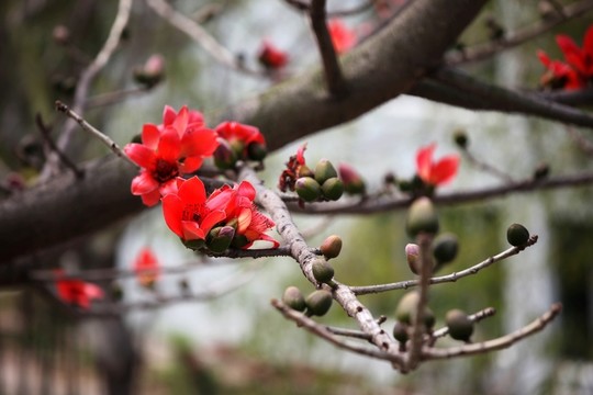 木棉花開(kāi)