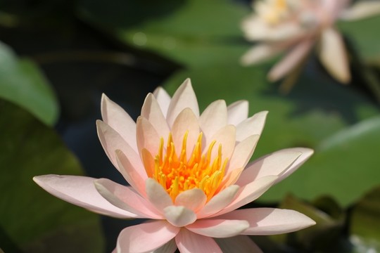 睡蓮