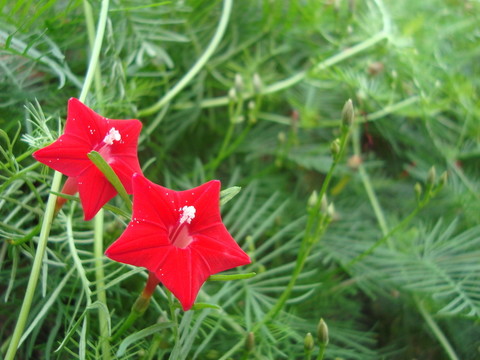 五角星花