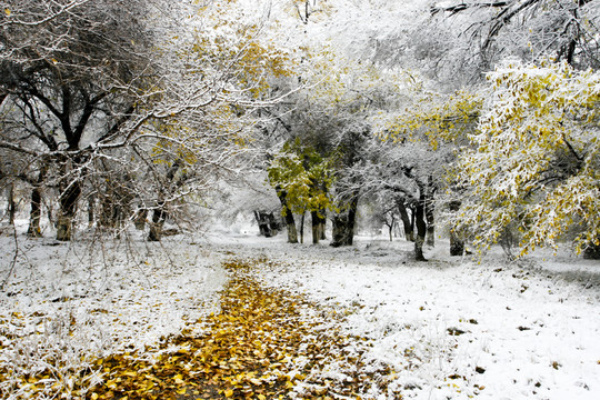 雪中的小路