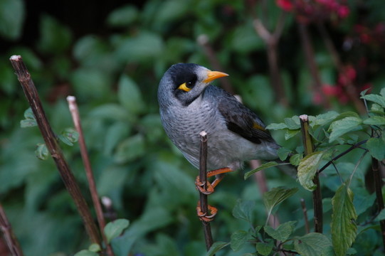 畫眉鳥