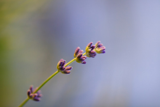 薰衣草