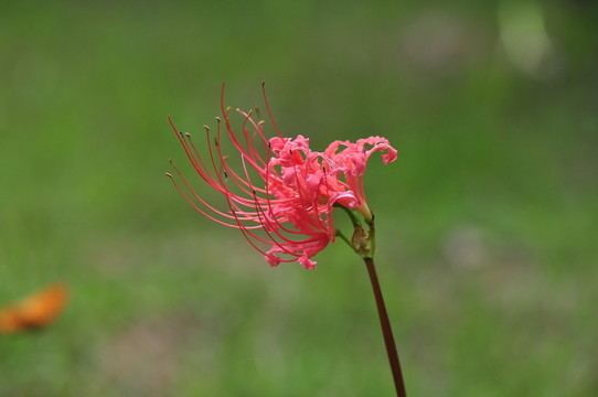 小花