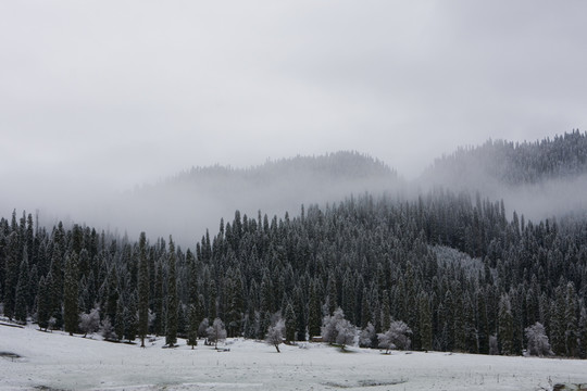 春雪