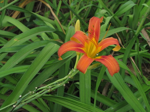 黃花菜 忘憂草 金針菜